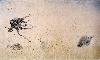 Paysage submarin sur sable (Miquel Barcelo)